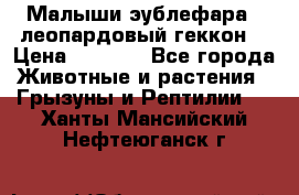 Малыши эублефара ( леопардовый геккон) › Цена ­ 1 500 - Все города Животные и растения » Грызуны и Рептилии   . Ханты-Мансийский,Нефтеюганск г.